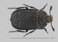 Forenzni_potencial_larev_brouku_Silphidae_-_obr_03.jpg