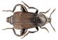 Forenzni_potencial_larev_brouku_Silphidae_-_obr_01