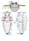 Forenzni_potencial_larev_brouku_Silphidae_-_obr_07