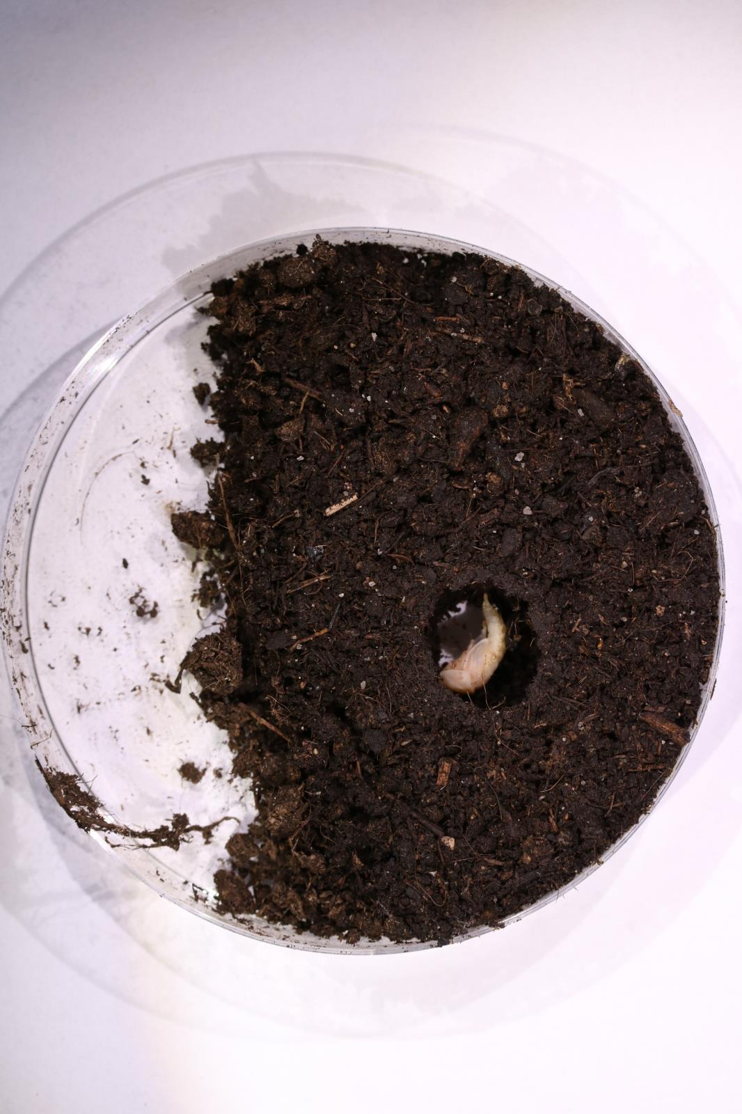 Forenzni_potencial_larev_brouku_Silphidae_-_obr_10.JPG