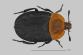 Forenzni_potencial_larev_brouku_Silphidae_-_obr_02.jpg