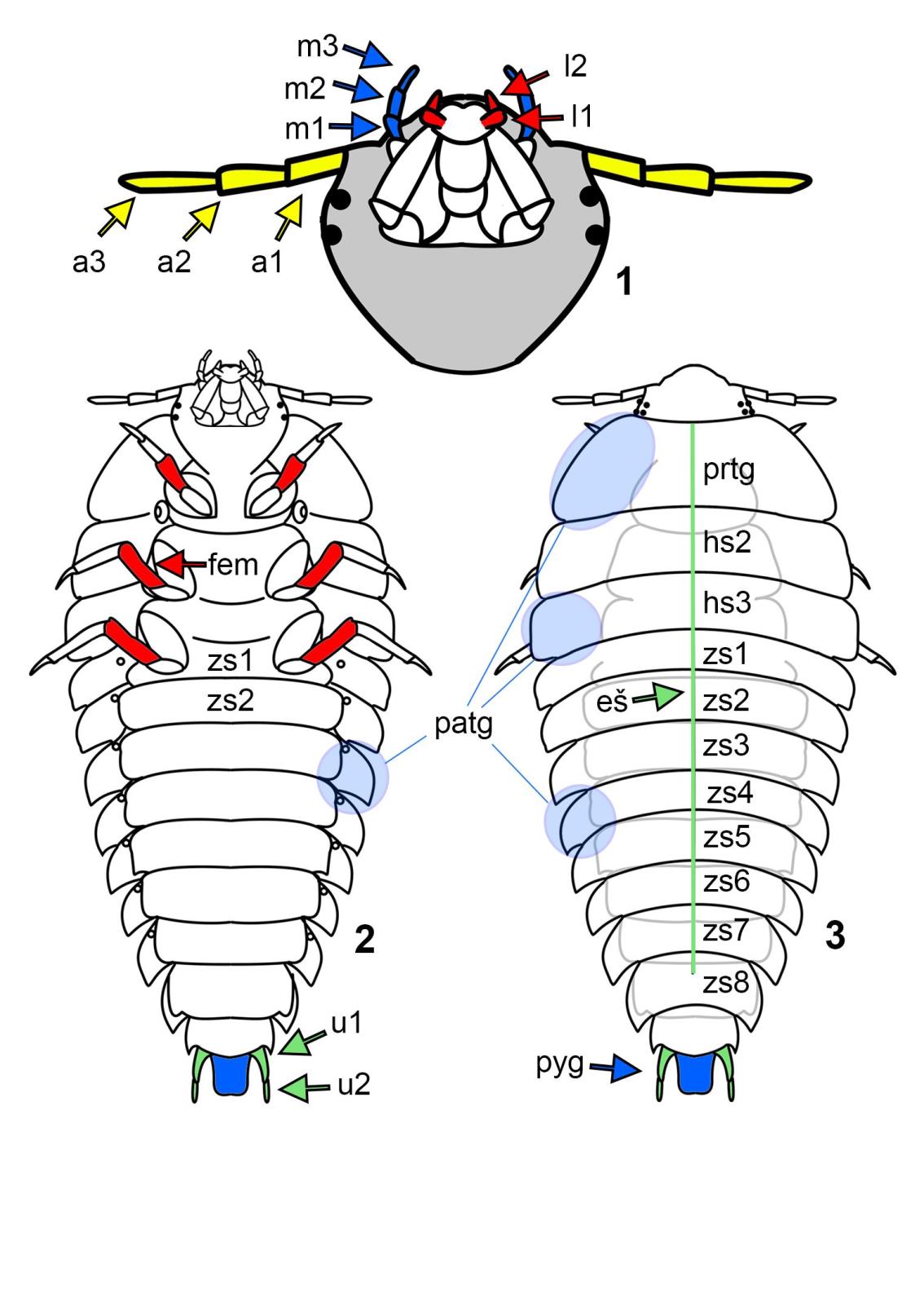 Forenzni_potencial_larev_brouku_Silphidae_-_obr_07.jpg