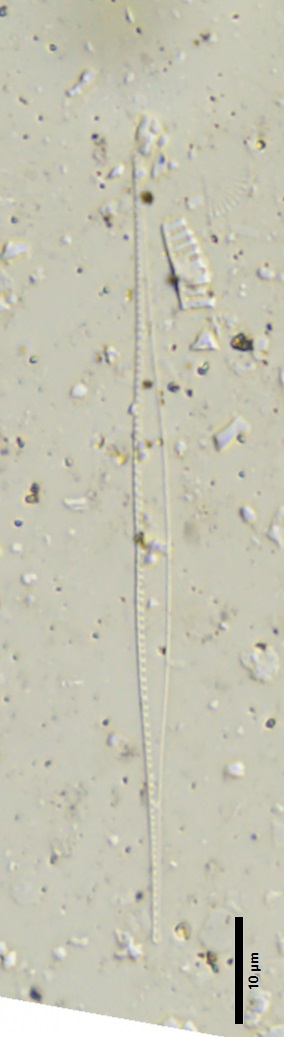 BESTA_Tomas_-_obr_6-Nitzschia_subacicularis.jpg