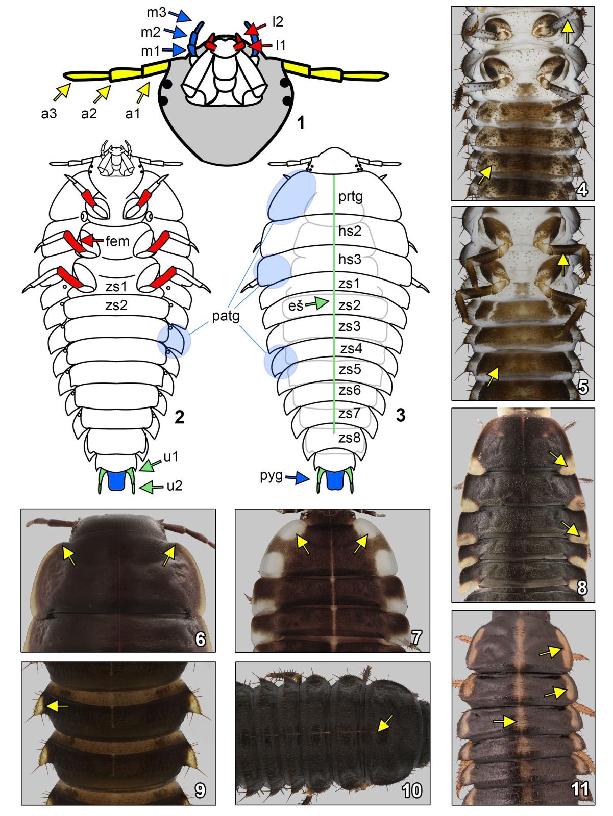 Forenzni_potencial_larev_brouku_Silphidae_-_obr_09.jpg